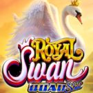 Royal Swan